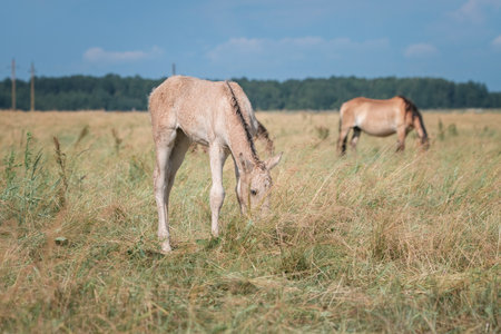 Beautiful thoroughbred horses graze on a summer field after rain.の写真素材
