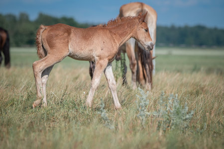 Beautiful thoroughbred horses graze on a summer field after rain.の写真素材