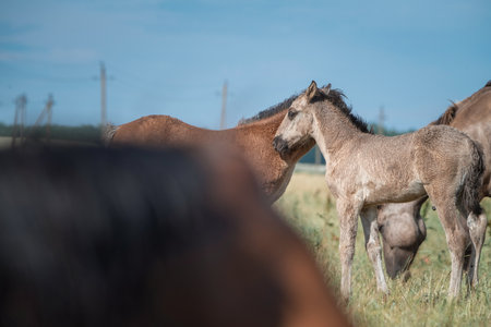Beautiful thoroughbred horses graze on a summer field after rain.の写真素材