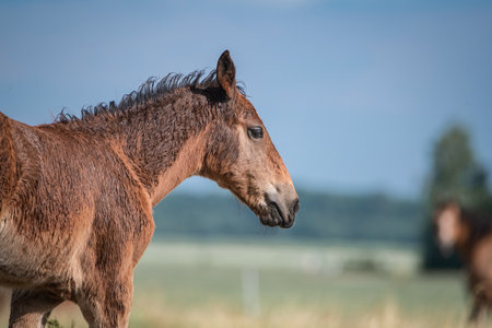 Beautiful thoroughbred horses graze on a summer field after rain.の写真素材