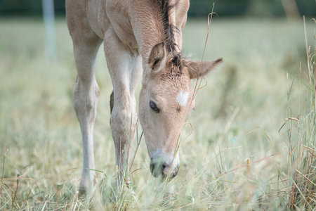 Beautiful thoroughbred horses graze on a summer field after rain.の写真素材