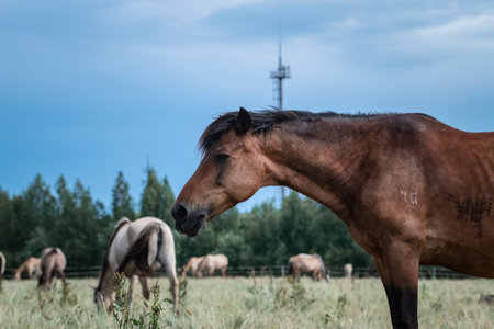 Beautiful thoroughbred horses graze on a summer field after rain.の写真素材