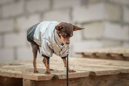 A beautiful pedigree toy terrier on a walk on a leash in cloudy weather.の写真素材