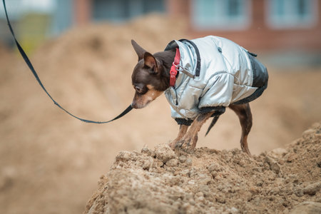 A beautiful pedigree toy terrier on a walk on a leash in cloudy weather.の写真素材