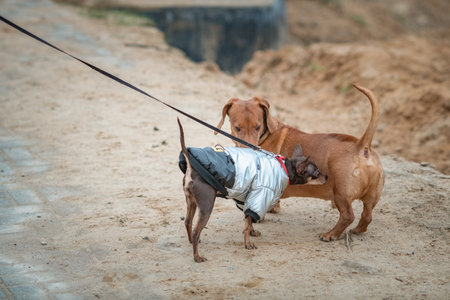 A beautiful pedigree toy terrier on a walk on a leash in cloudy weather.の写真素材