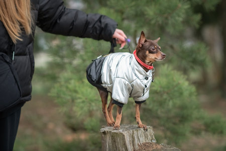 A beautiful pedigree toy terrier on a walk on a leash in cloudy weather.の写真素材