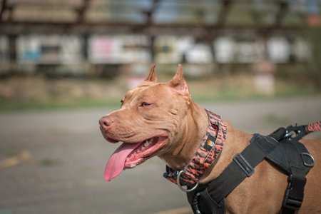 A beautiful purebred pit bull terrier on an outdoor walk.の写真素材
