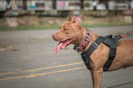 A beautiful purebred pit bull terrier on an outdoor walk.の写真素材