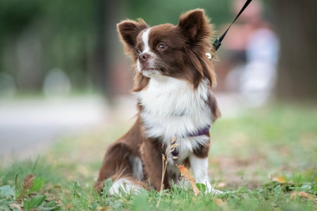Portrait of a beautiful purebred chihuahua close-up on the grass.の写真素材