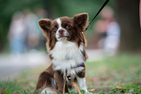 Portrait of a beautiful purebred chihuahua close-up on the grass.の写真素材