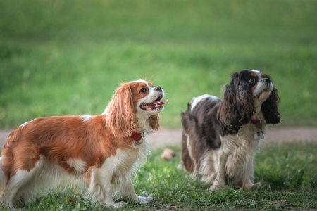 Beautiful thoroughbred Cavalier King Charles Spaniel on a walk on the grass.の写真素材