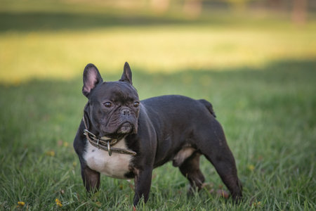 Beautiful thoroughbred french bulldog on a walk on the grass.の写真素材