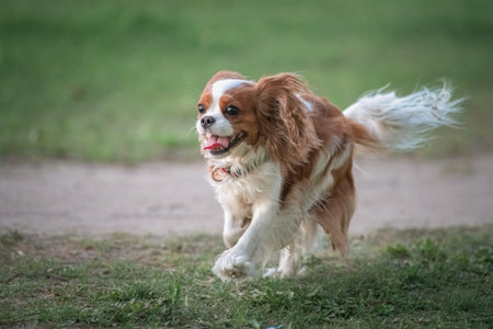 Beautiful thoroughbred Cavalier King Charles Spaniel on a walk on the grass.の写真素材
