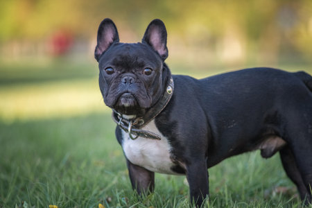 Beautiful thoroughbred french bulldog on a walk on the grass.の写真素材