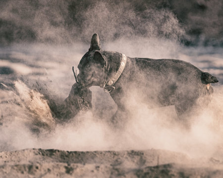A beautiful thoroughbred angry French bulldog tears an old boot in the dust.の写真素材