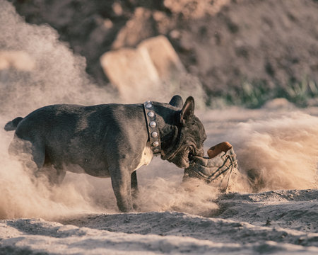 A beautiful thoroughbred angry French bulldog tears an old boot in the dust.の写真素材