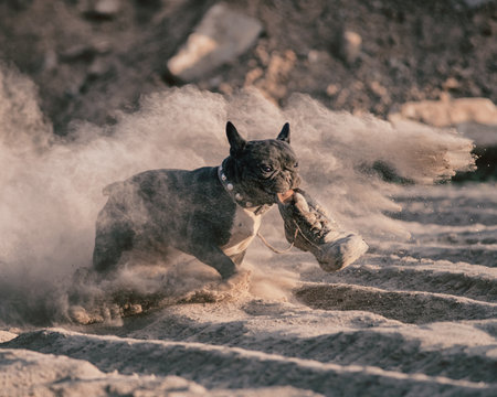 A beautiful thoroughbred angry French bulldog tears an old boot in the dust.の写真素材