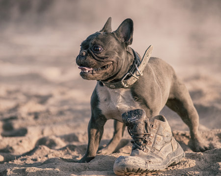 A beautiful thoroughbred angry French bulldog tears an old boot in the dust.の写真素材