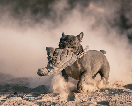 A beautiful thoroughbred angry French bulldog tears an old boot in the dust.の写真素材