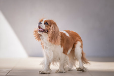 Portrait of a beautiful purebred Cavalier Spaniel.の写真素材