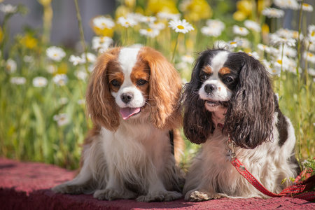 Portrait of a beautiful purebred Cavalier Spaniel.の写真素材