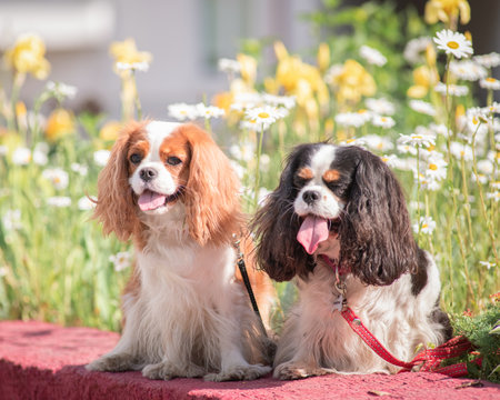 Portrait of Cavalier King Charles Spaniel in daisies.の写真素材