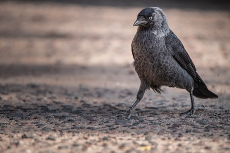 Portrait of an urban crow on the pavement, close-up.の写真素材