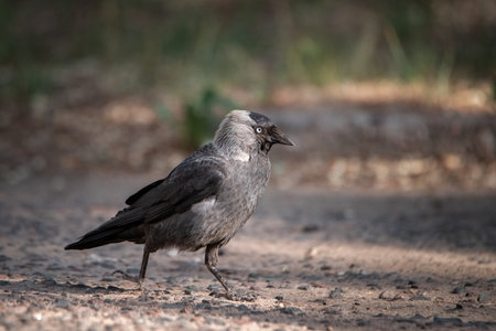 Portrait of an urban crow on the pavement, close-up.の写真素材