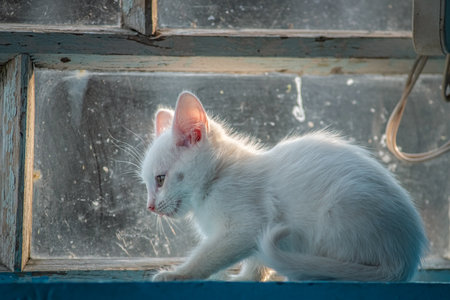 Portrait of a country cat on the windowsill of a hut.の写真素材