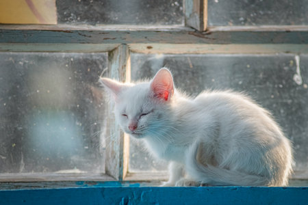 Portrait of a country cat on the windowsill of a hut.の写真素材