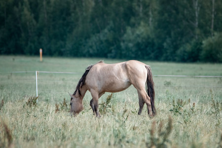 Beautiful thoroughbred horses graze on a summer field after rain.の写真素材