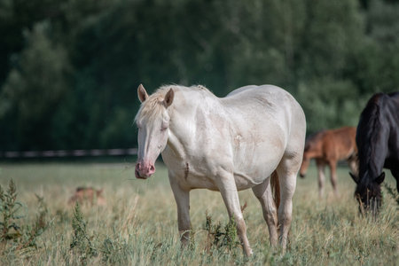 Beautiful thoroughbred horses graze on a summer field after rain.の写真素材