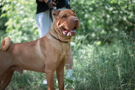 Beautiful thoroughbred Shar Pei on a walk in the summer forest.の写真素材