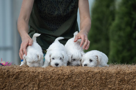 The owner hugs a litter of miniature schnauzer puppies.の写真素材