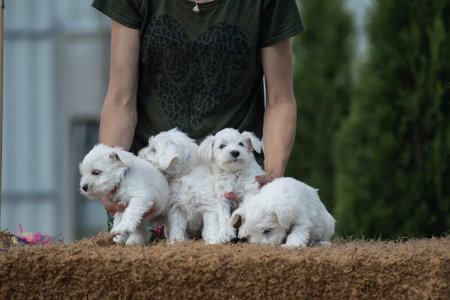 The owner hugs a litter of miniature schnauzer puppies.の写真素材