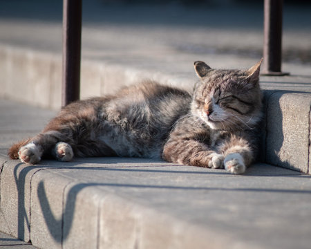 Portrait of a beautiful homeless cat in the city.の写真素材