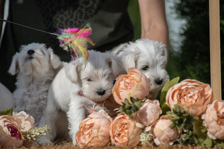 The owner hugs a litter of miniature schnauzer puppies.の写真素材
