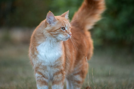 Portrait of a beautiful homeless cat in the city.の写真素材