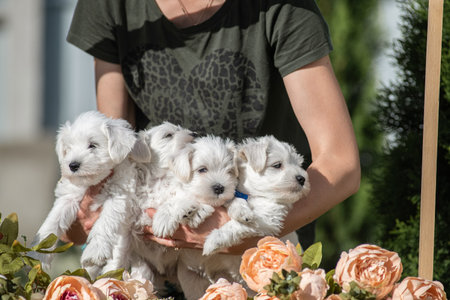 The owner hugs a litter of miniature schnauzer puppies.の写真素材