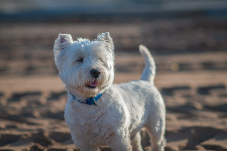 Portrait of a beautiful thoroughbred west highland white terrier on a walk.の写真素材