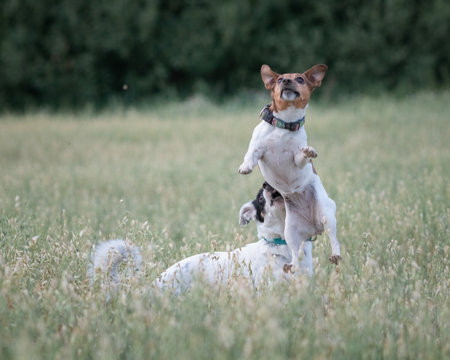 Jack Russell Terrier playing in the field.の写真素材