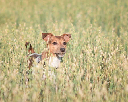 Jack Russell Terrier playing in the field.の写真素材