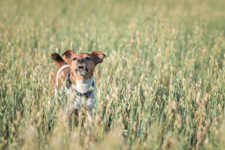 Jack Russell Terrier playing in the field.の写真素材