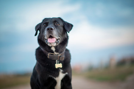 Portrait of a beautiful purebred black labrador outdoors.の写真素材