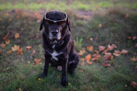 Portrait of a beautiful purebred black labrador outdoors.の写真素材