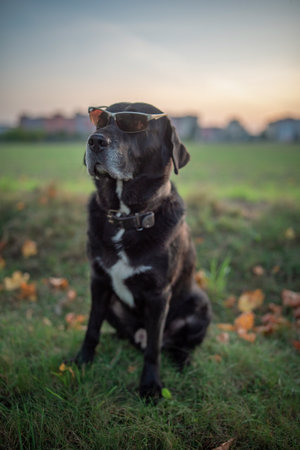 Portrait of a beautiful purebred black labrador outdoors.の写真素材
