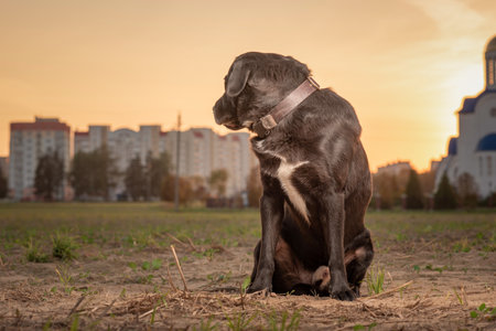 Portrait of a beautiful purebred black labrador outdoors.の写真素材