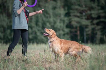 A young beautiful girl is playing with a purebred golden retriever in a field near the forest.の写真素材