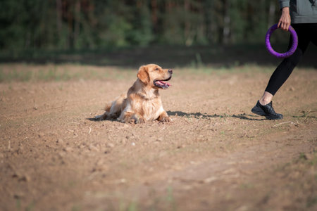 A young beautiful girl is playing with a purebred golden retriever in a field near the forest.の写真素材