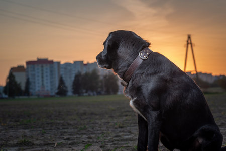 Portrait of a beautiful purebred black labrador outdoors.の写真素材